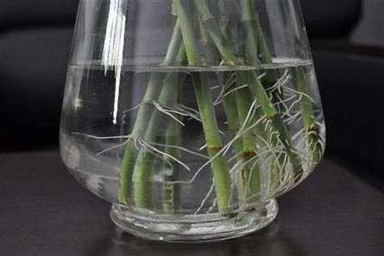 氮肥可以兑水浇花吗