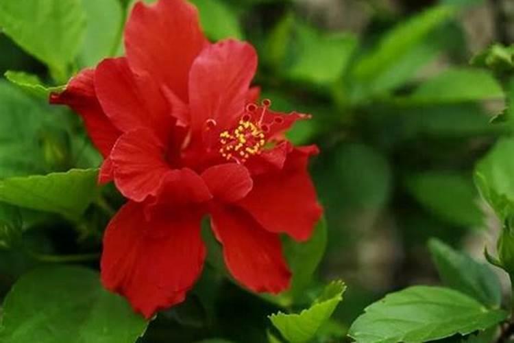 扶桑花浇什么肥料合适