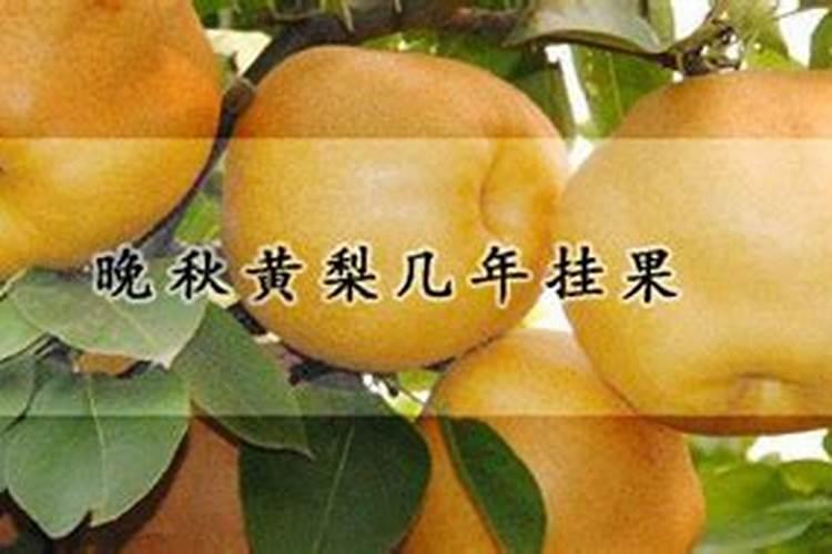 南果梨的高产种植技术 南果梨怎么养殖比较好