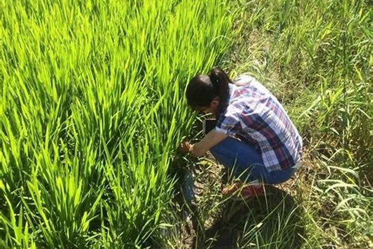 水稻扬花期被水淹了怎么办