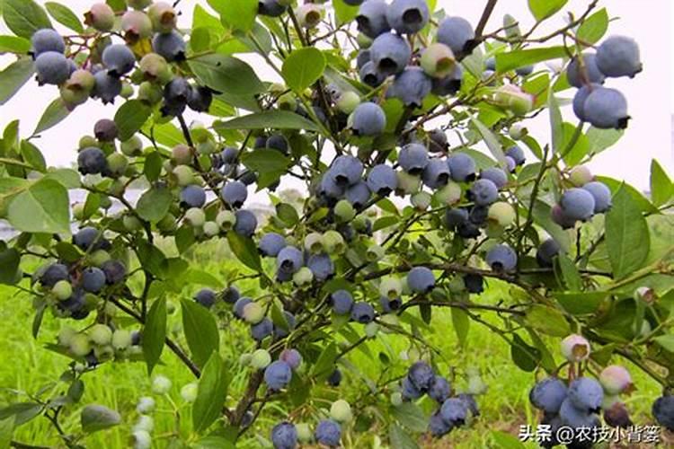 蓝莓开花时需要施肥吗