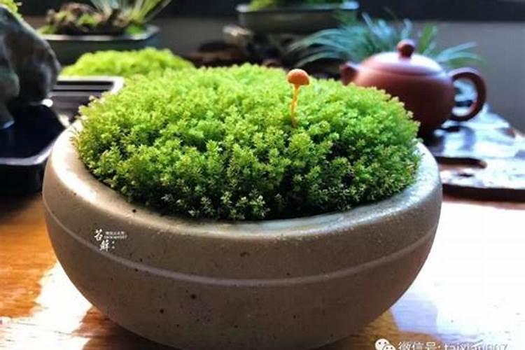 珍珠柏养殖需要注意什么？