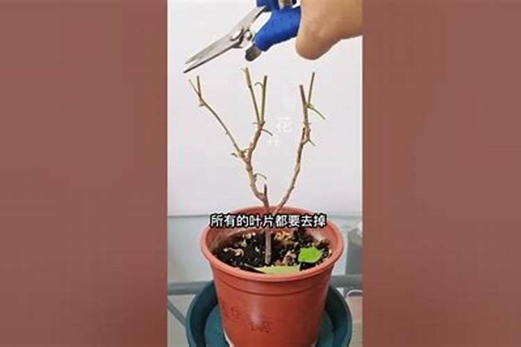 钙肥过量对植物有害吗？百度问一问