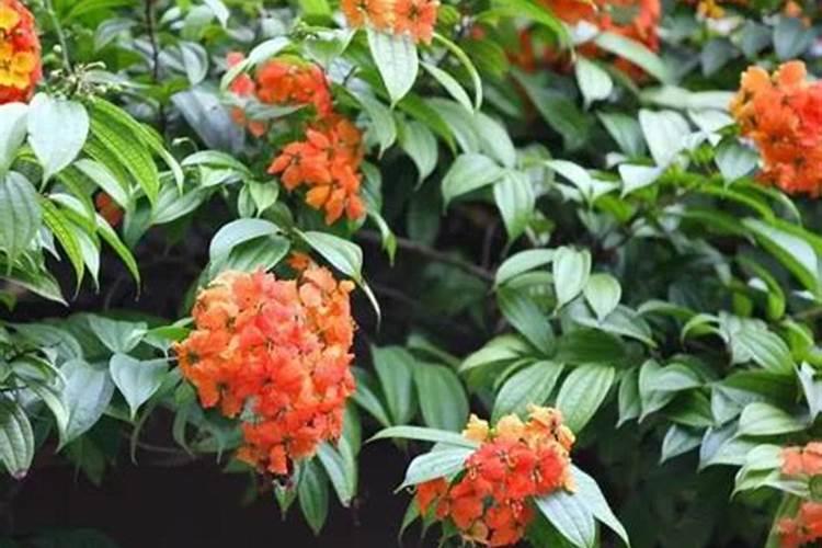 怎么给植物正确施肥