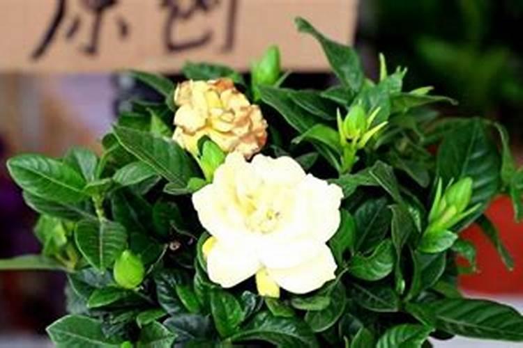 生菜怎么种？