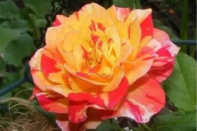 月季花摘芽后如何正确施肥