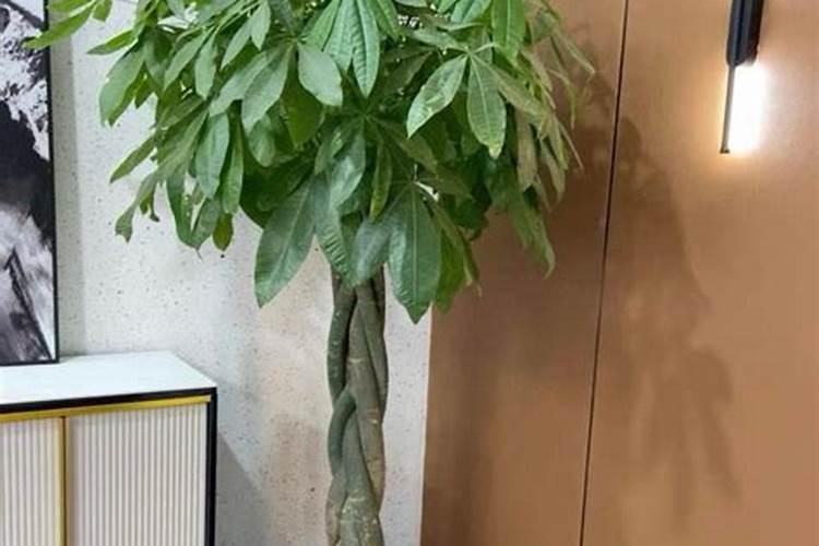 绿叶宝似乎对发财树没作用？