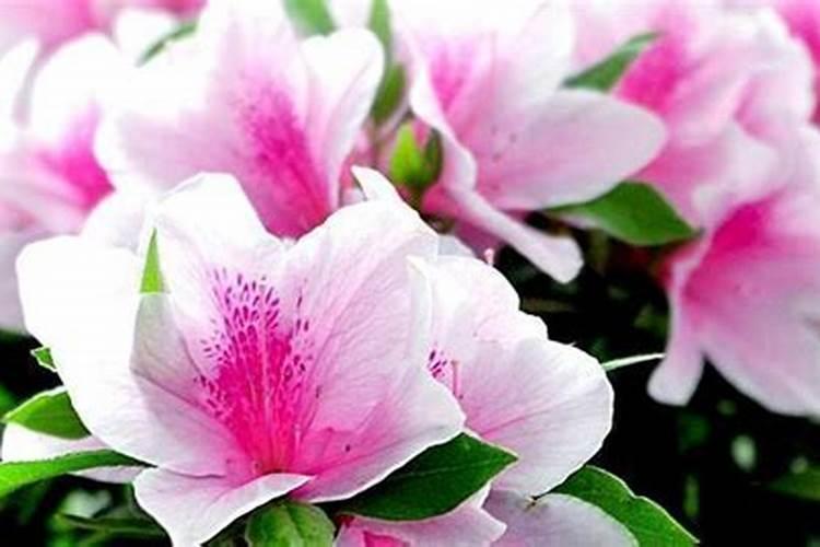 杜鹃花什么时候施肥 杜鹃花的最佳施肥时间