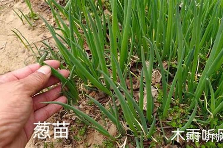 大葱是一种很受北方人欢迎的蔬菜,那么种植大葱有什么好的方法呢？
