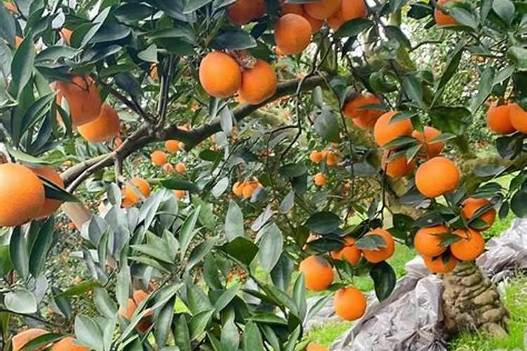 橙子树叶子发黄后慢慢掉落缺什么
