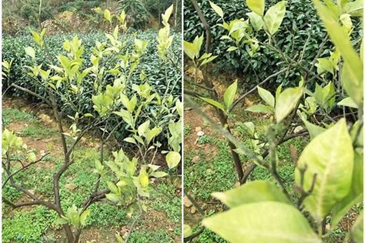 沃柑黄叶病用什么药效果好