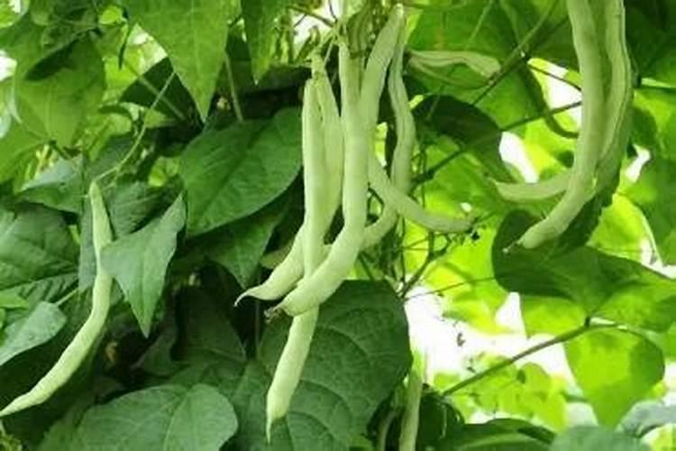 什么农药杀地下虫最好？