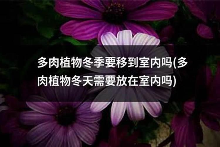 君子兰冬天怎么养