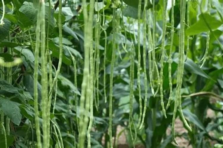 什么植物多施钾肥