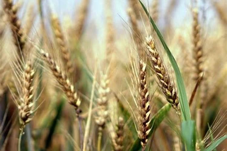 小满以后还能浇小麦吗,浇小麦是用滴灌好还是喷灌好