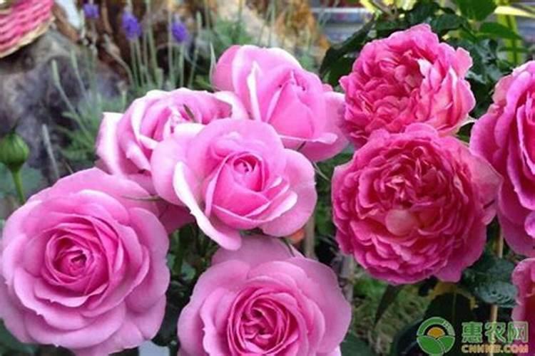 月季怎样喷施叶面肥？