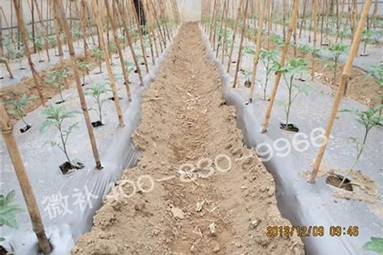 怎么给花生施肥。施什么肥。