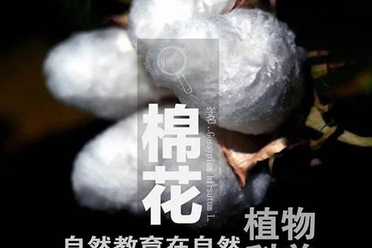 棉花开花结果时,为什么要追施磷肥