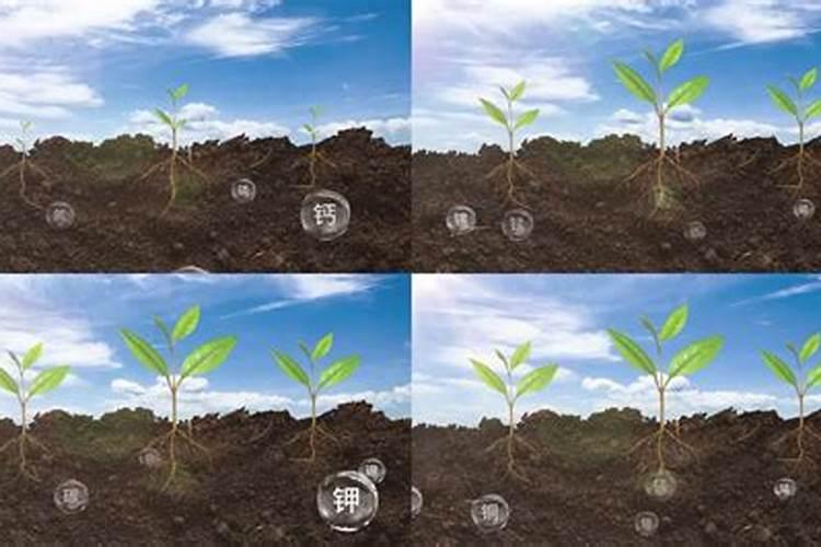 生根最快的肥料