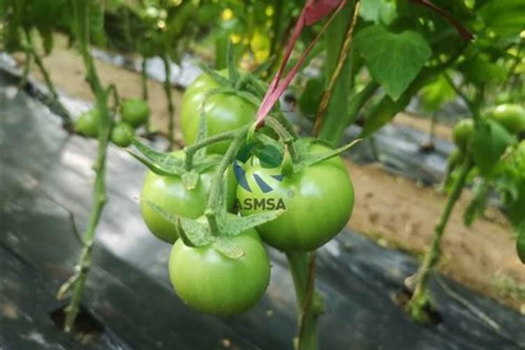 大棚蔬菜施肥一定要注意什么？