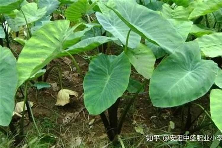 含氯的肥料能给芋头使用吗？会有什么后果？