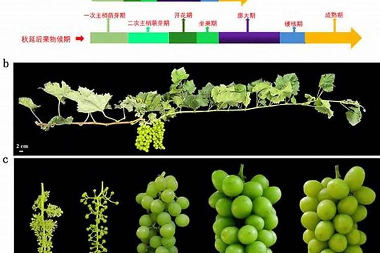 阳光玫瑰葡萄见信使花还能浇地施肥吗？