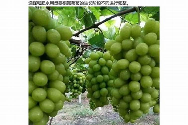 种植阳光玫瑰葡萄时,需要施什么肥呢？