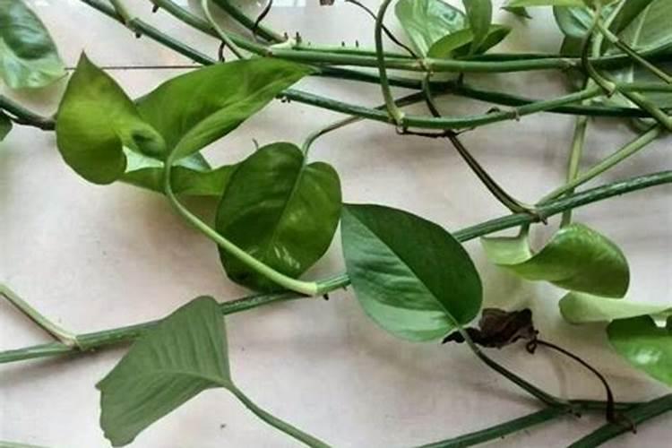 绿萝能施磷肥复合肥和尿素吗