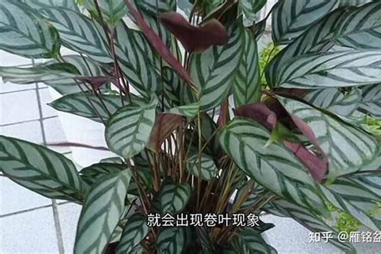 黑叶竹芋好养吗(盆栽黑叶芋的养殖方法)