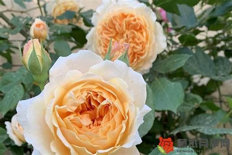 夏季月季长新芽如何追肥更安全