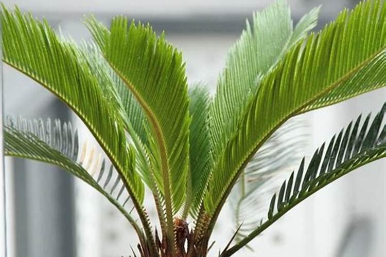 冬天铁树怎么管理