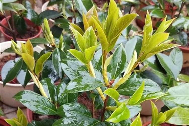 茶花在开花期间如何浇水施肥