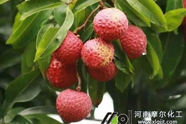 用什么叶面肥可以使荔枝熟得颜色好