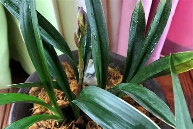 兰花花苞出土后如何养护