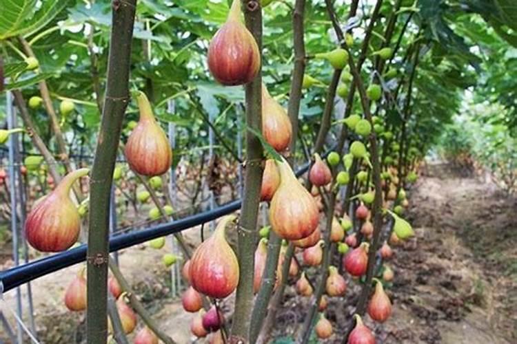 无花果施肥用什么肥料,施什么肥果实大