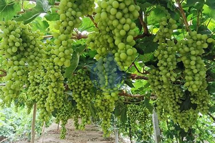 葡萄花期用什么肥料