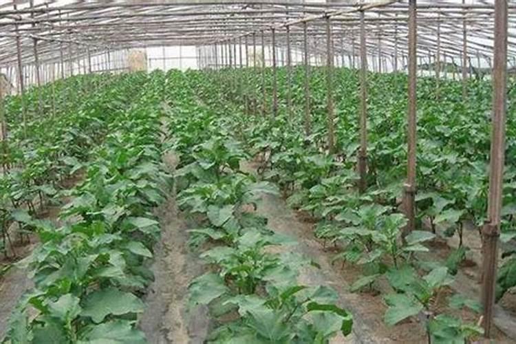 六月茄子摘心黄金期!老把式三招咋催出满树紫茄？错过等一年!