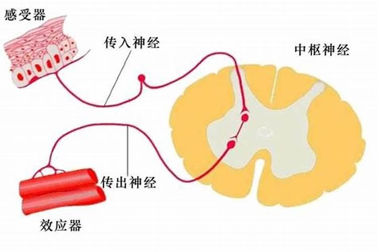 鱼蛋白自制配方比例