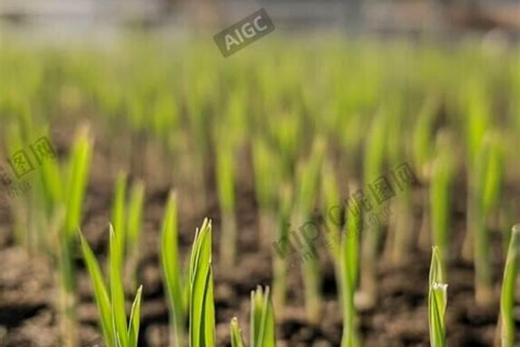 蒜苗种植什么时候施肥 蒜苗种植后何时施肥呢