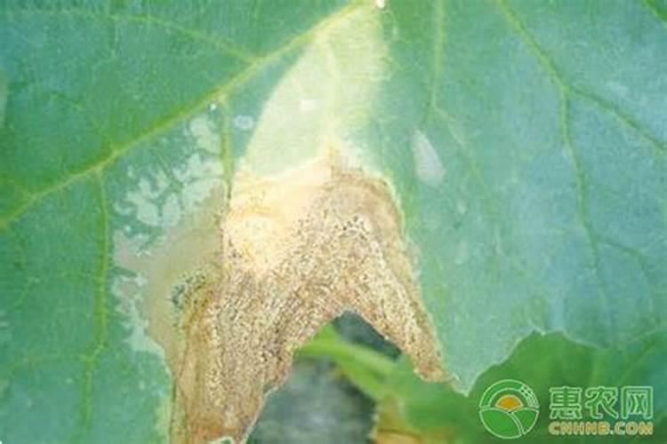 你好!请问下叶面肥说明上不能与铜制剂农药混用,那我已经用过铜制剂