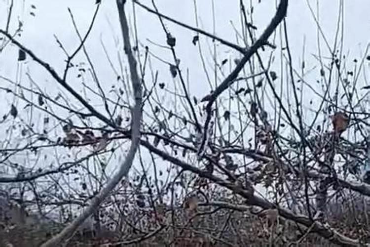 什么是鱼蛋白肥料,鱼蛋白肥料作用及使用方法