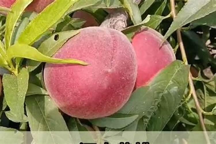 桃子为了增加甜度,施什么肥？