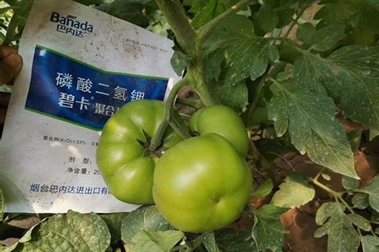 露天西红柿多大时开始追膨果肥