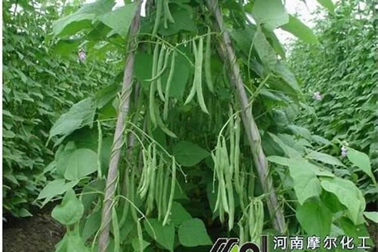 四季豆喷什么叶面肥好