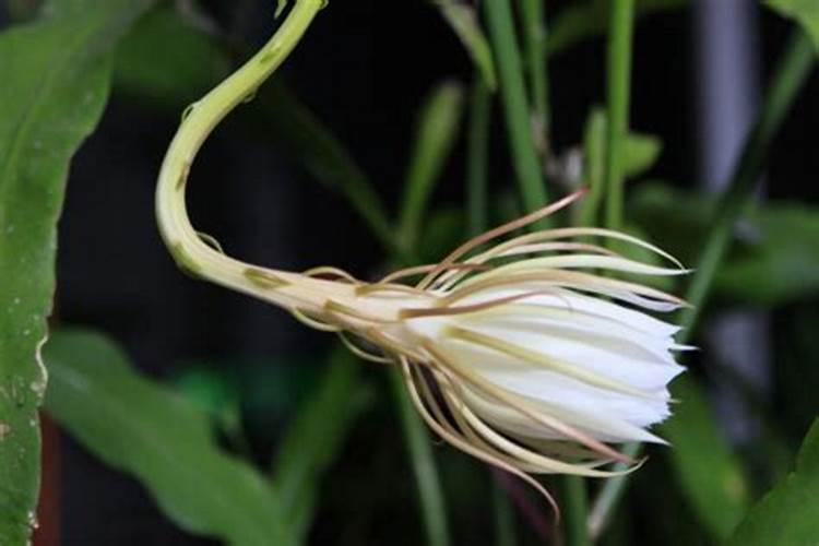 昙花结花苞了要施肥吗
