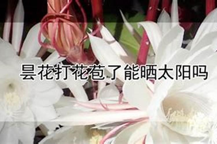 怎样防止昙花花苞掉落