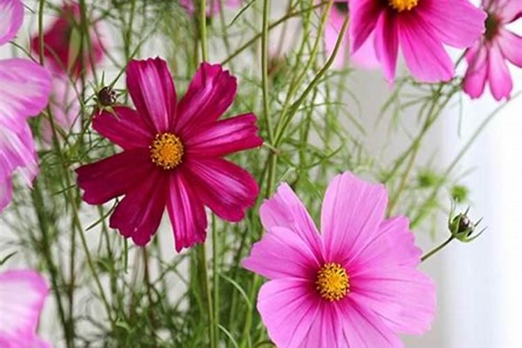 格桑花用什么肥料