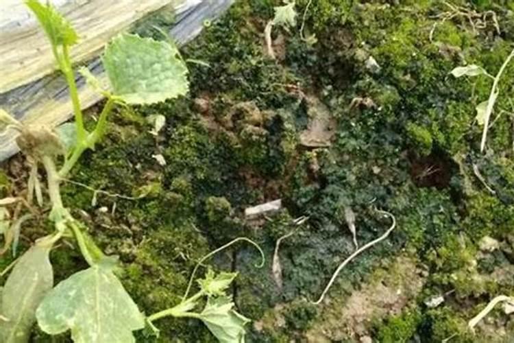 土壤长青苔很多,发红什么情况？怎么改善,苗子已经出来