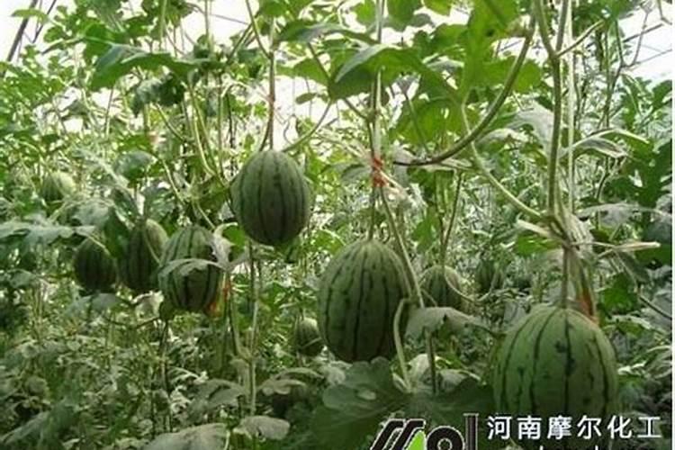 西瓜膨大期用什么肥料