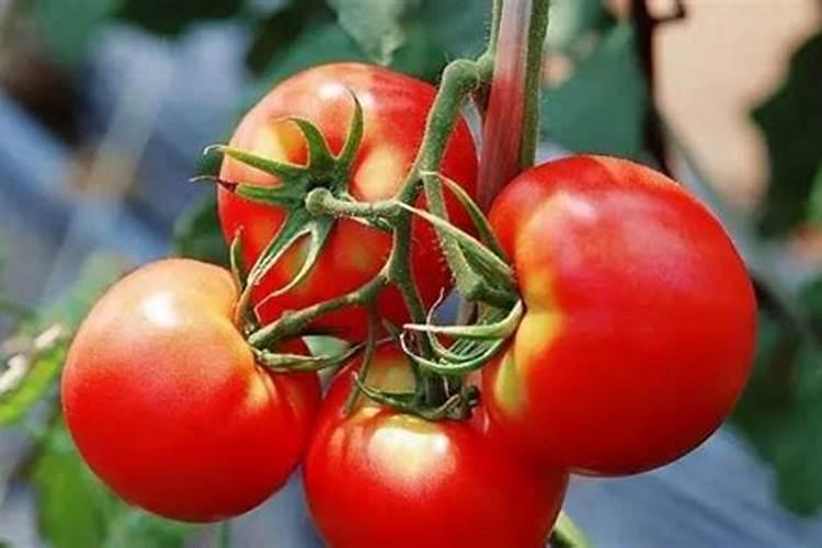 种植西红柿用什么肥料最好